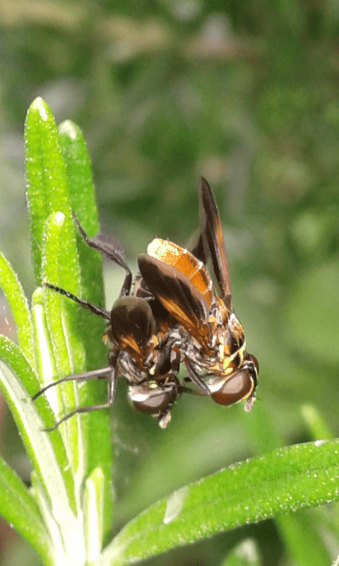 Trichopoda pennipes (Tachinidae)? S